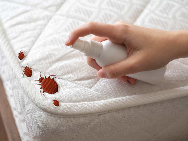 Best Wasp Removal Services  in Vernon Hls, IL